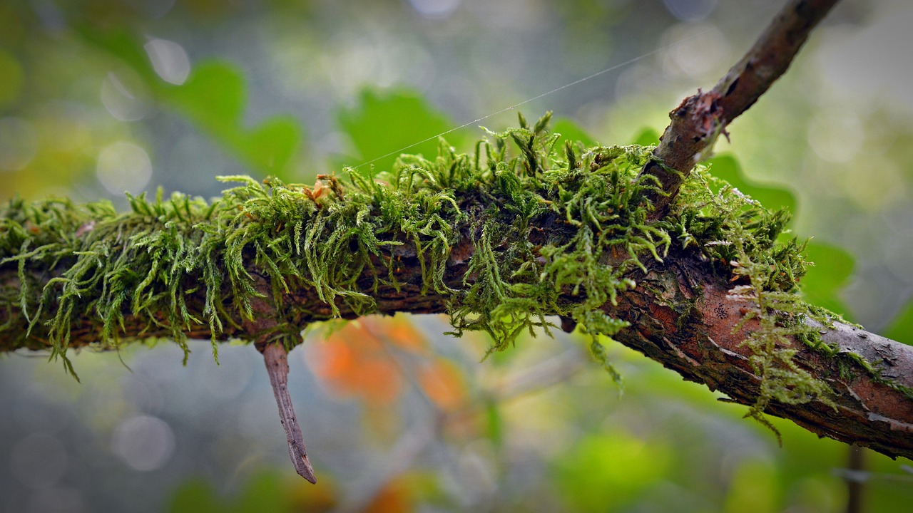 Making DIY Moss Decor for a Touch of Green